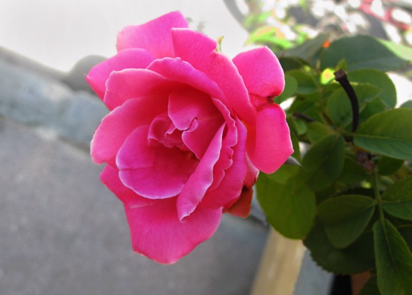 spring_rose_beautyworkshopgr